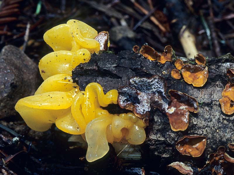 Tremella aurantia